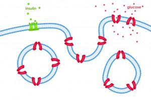 Glukosetransport gjennom cellemembran via transportører